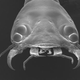 Illustration for article titled This Newly-Discovered Beetle Can Reshape Its Own Eyes